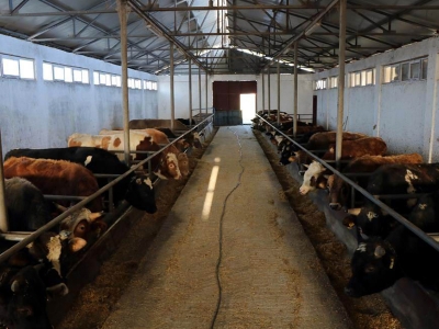 Kırmızı Alarm! Hayvancılıkta Tarihi Kriz: Arz Dibe Vuruyor, Fiyatlar Rekor Kıracak!