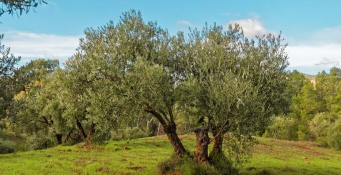 Bursa Ziraat Odaları Açıkladı: Zeytinin Kilo Maliyeti 93,80 TL, Yevmiye 1400 TL!