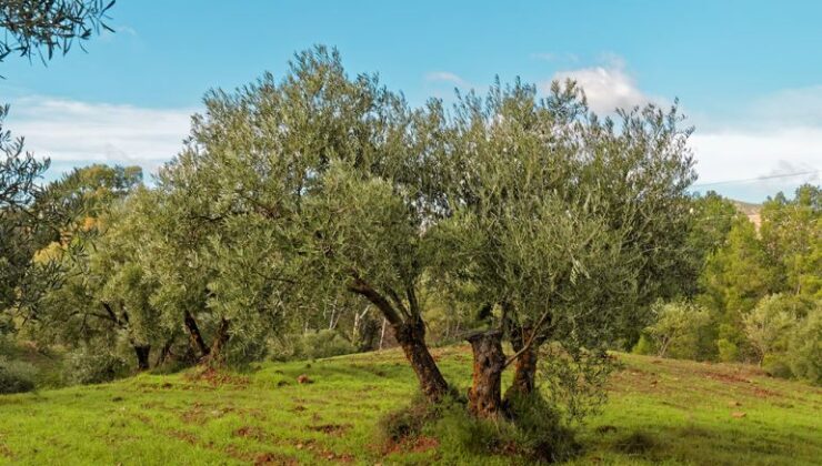 Bursa Ziraat Odaları Açıkladı: Zeytinin Kilo Maliyeti 93,80 TL, Yevmiye 1400 TL!