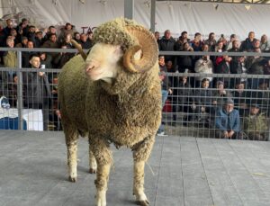 Bandırma’da Tarihi Rekor: Şampiyon Koç 1 Milyon 110 Bin Liraya Satıldı!