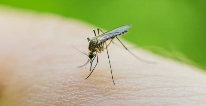 Sivrisinek Kaşıntısına Son Evdeki Malzemelerle 5 Dakikada Geçecek 6 Etkili Çözüm