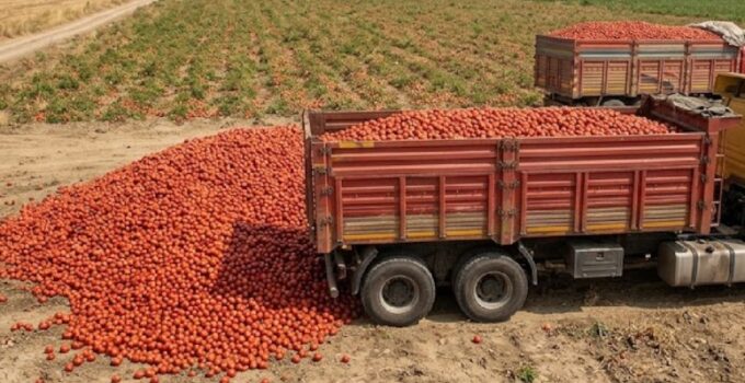 Çiftçinin Acı Tablosu: Tonlarca Domates Toprağa Gömülüyor!