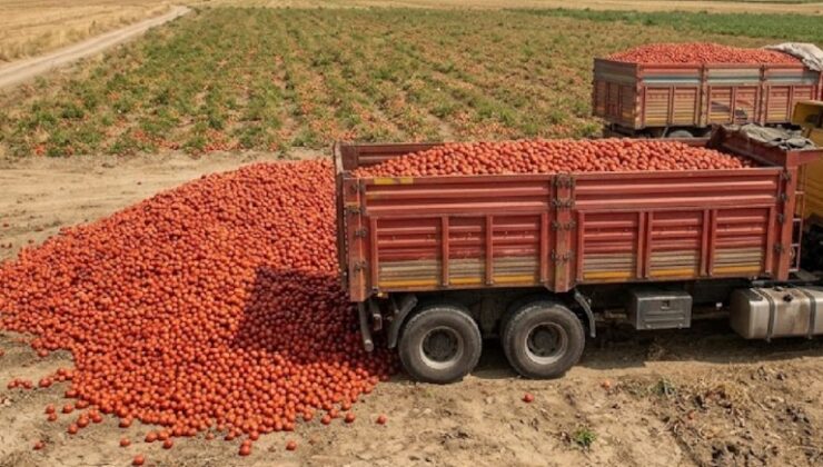 Çiftçinin Acı Tablosu: Tonlarca Domates Toprağa Gömülüyor!